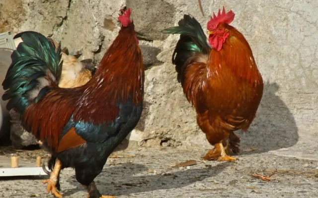 Agriturismo U Zu Peppino