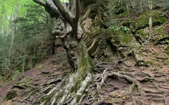 Apartamento Can Xavi