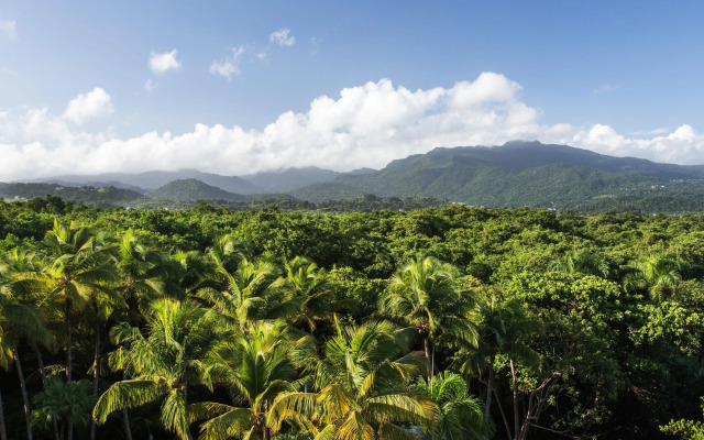 Wyndham Grand Rio Mar Rainforest Beach and Golf Resort