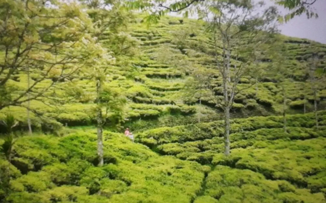 Aparkost
