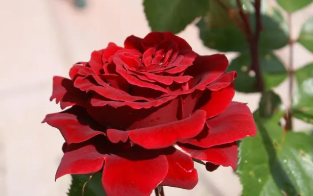 Landgasthof Trattnig