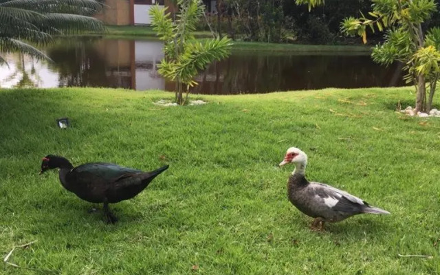 Praia do Forte Apartamento Fantástico