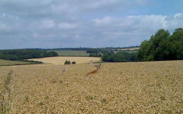 Chilgrove Farm BB