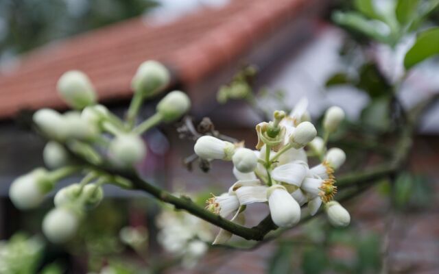 Lama Homestay Hoi An