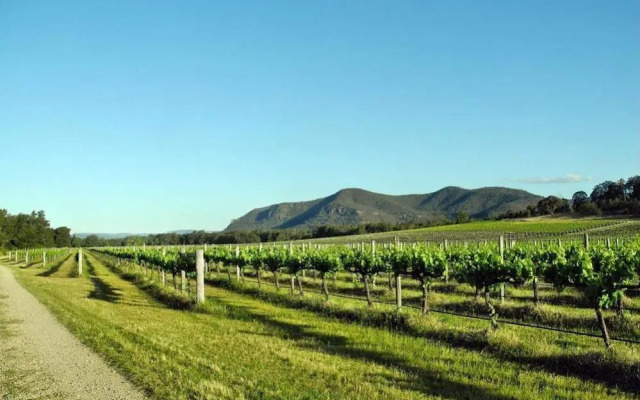 Ascella Organic Wine