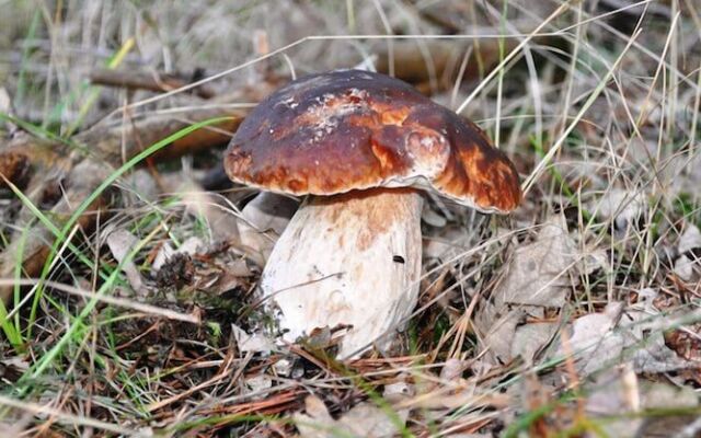 Hotel Rural y SPA La Senda de los Caracoles