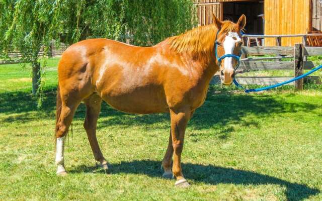 Long Hollow Guest Ranch