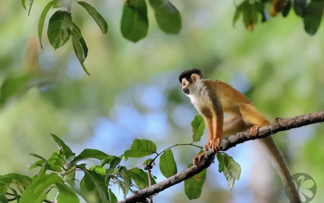 Villa Bruno - Terrace - Jungle - Birdwatching