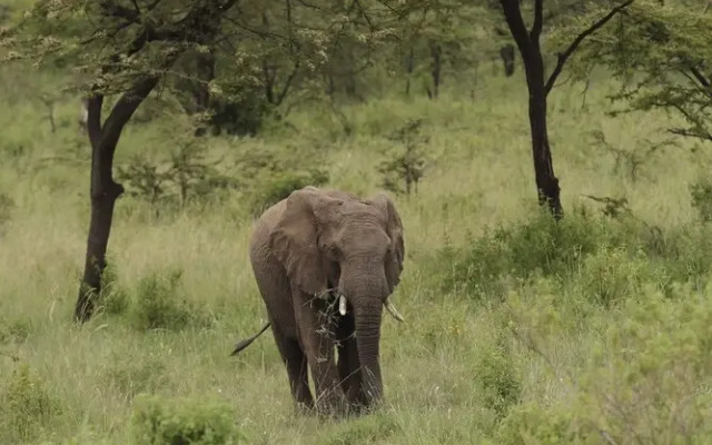 Spirit Of The Masai Mara