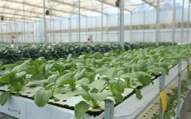 Midnight Grape Hotel