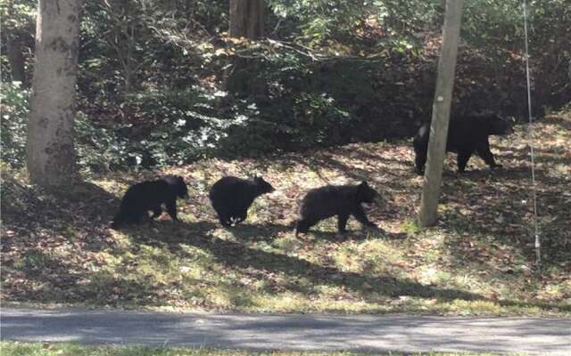 Bear Crossing - Two Bedroom Cabin