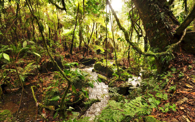 Sanctuary Gorilla Forest Camp