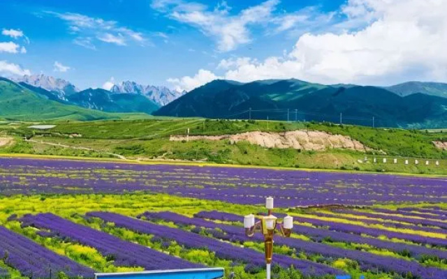 Lavender Hotel – Outside – Ngawa