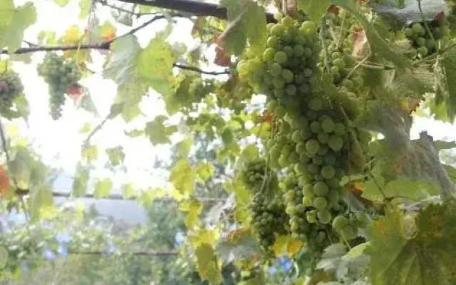 Guest House Tsiskari