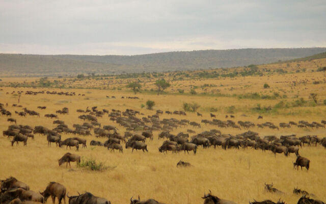 AA Lodge Masai Mara