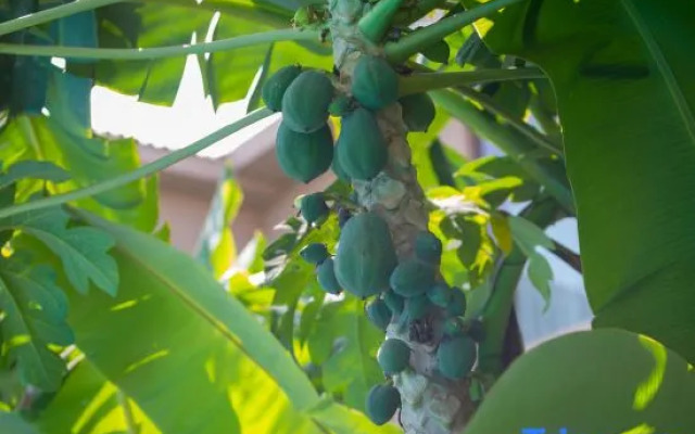 Xishuangbanna Lanzhu Villa Hotel