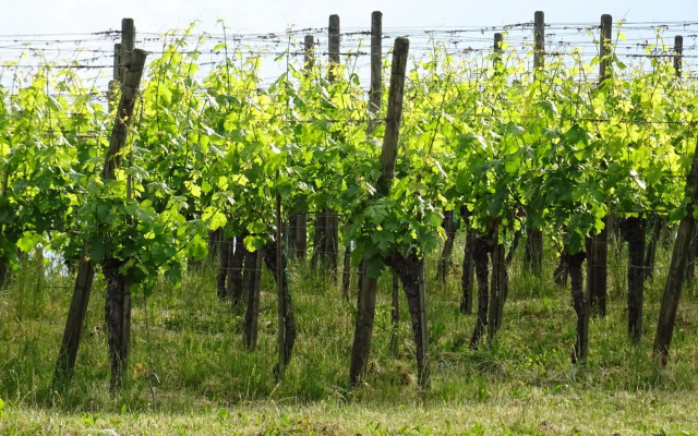 Ferienwohnungen am Fohrenberg