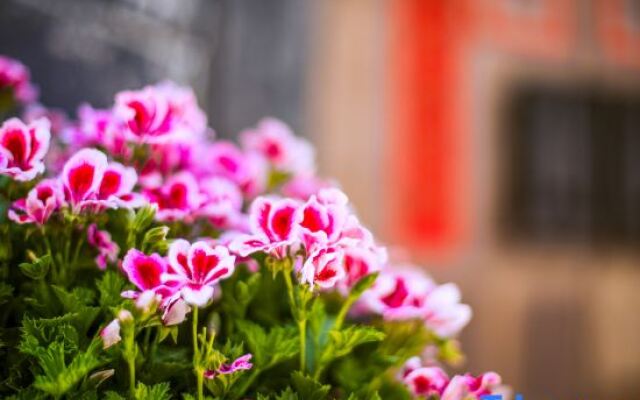TaiShidi Think House garden