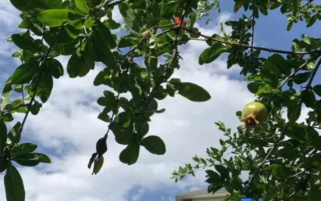 Yishan Banye Homestay (Longqi Wharf Branch)