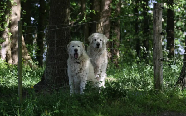 Reihenhaus Rotkehlchen in Lohmen