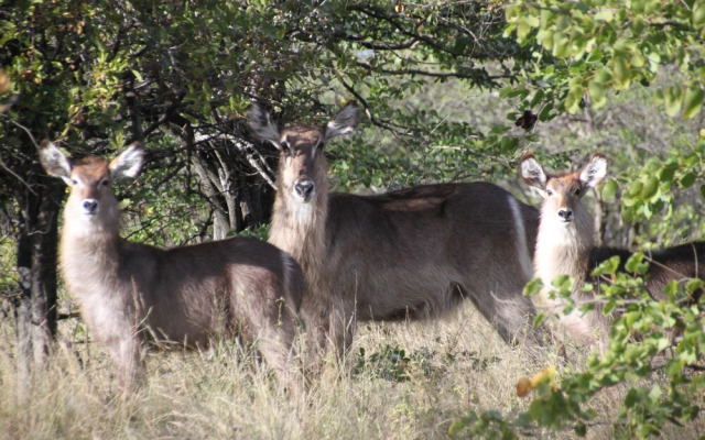 Thula Private Lodge