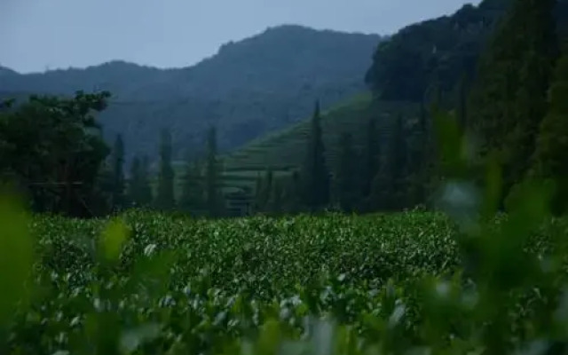 Xuanzhe TeaHouse Inn