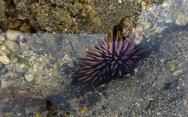 The Reef 077