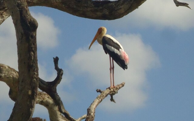 Yala Big Game Drive with Heina Eco Team