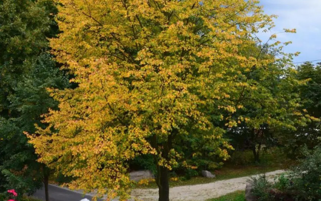 Ferienwohnung "Lindenblick"