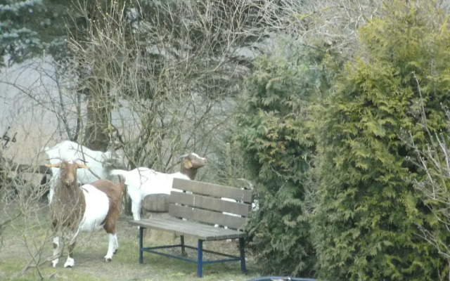 Charming Apartment in Morbach Germany With Terrace