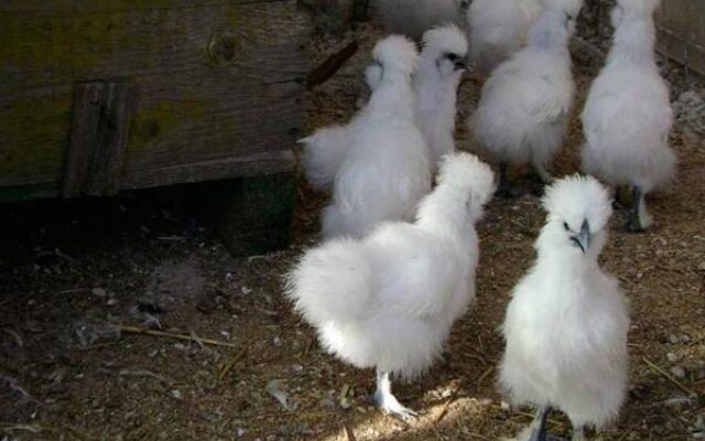 Agriturismo Fattoria Spezia