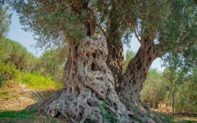 Holiday Park Olive Tree