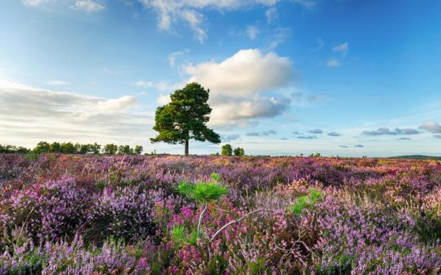 New Forest Lodges Bashley Park