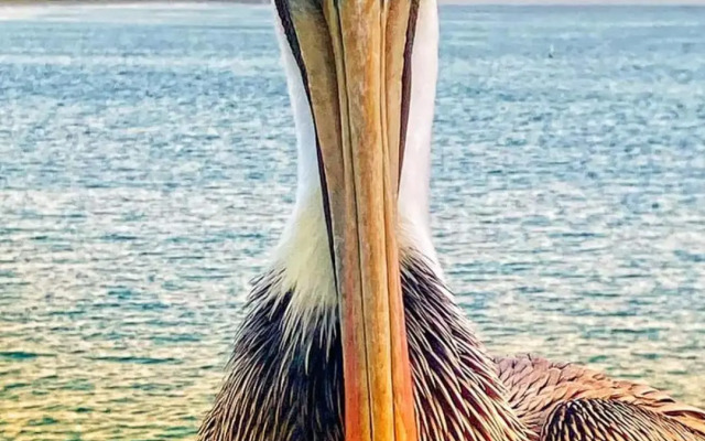 Pompano Beach Hidden Gem