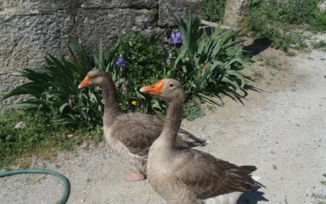 Quinta da Casa Grande Pinheiro