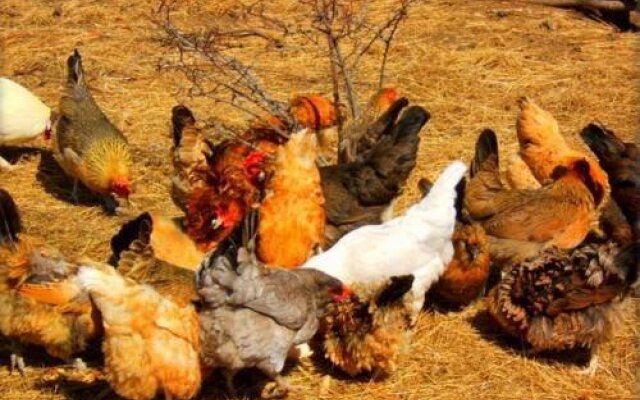 Teepee Meadows Guest Cottages