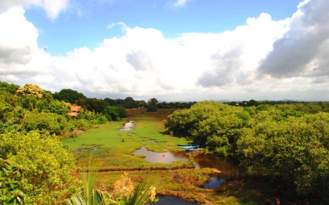 Peacock Land