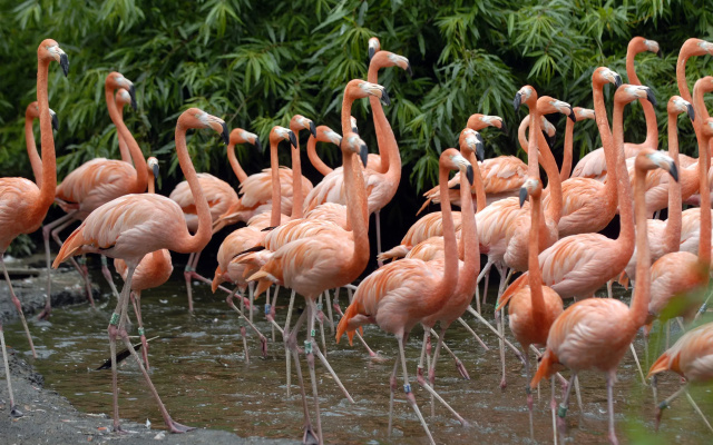 Van Der Valk Avifauna