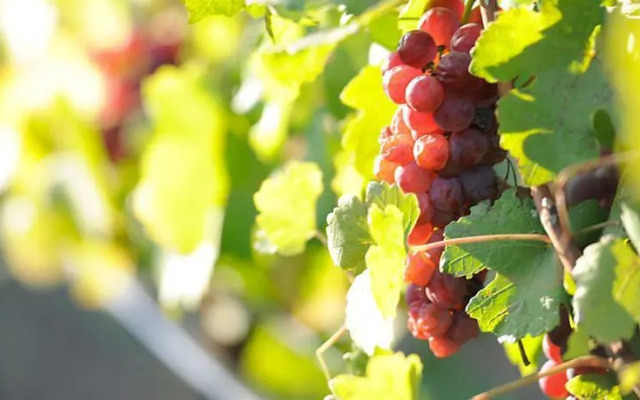 Hotel Weingut Rosenhof