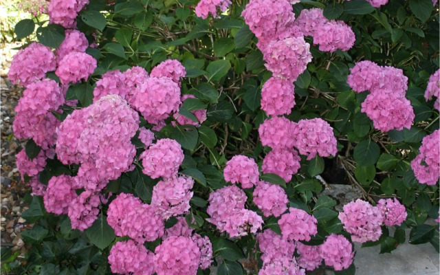 Xaviera's Bed and Breakfast