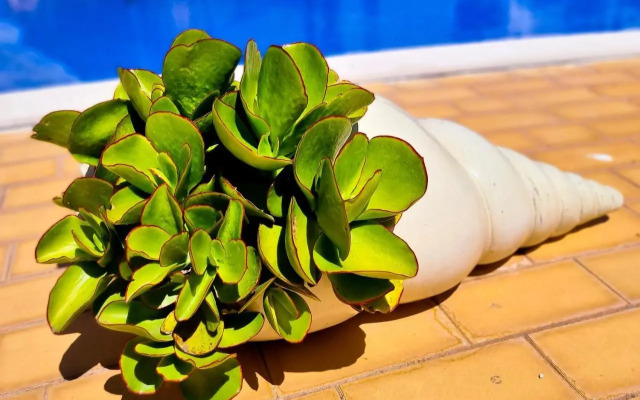 Tenis Golfmar 409A - pool view