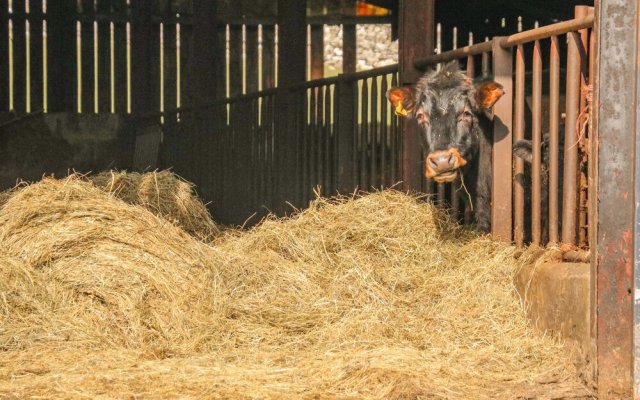 Stable Cottage