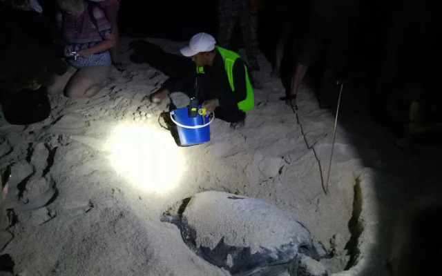 山打根灵岸龟岛酒店(Selingan Turtle Island Resort Sandakan)