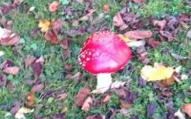 Ons Stulpje Schoutsen