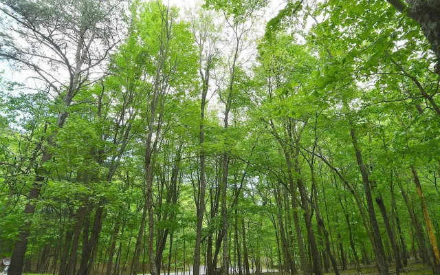 Woods Song - Natures Promise