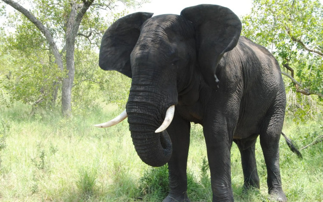 Simbambili Game Lodge