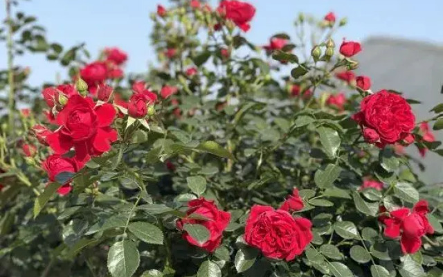 Zhaizhuang Gate Homestay (OMG Heartbeat Paradise)