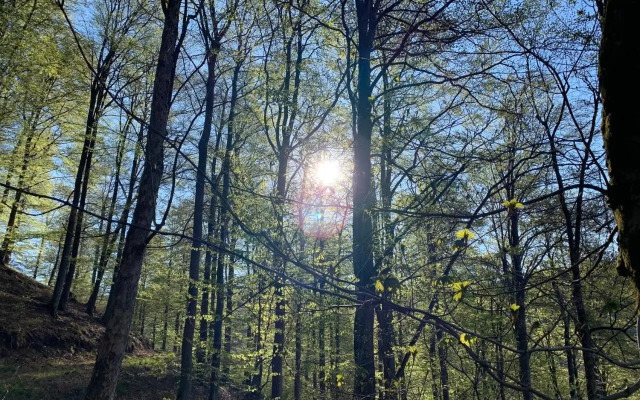 Forest View Apartments in Winterberg Sauerland