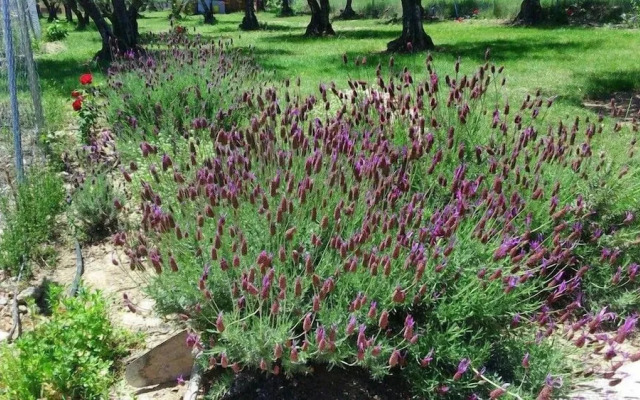 Campamento Los Tres Picos de La Vera