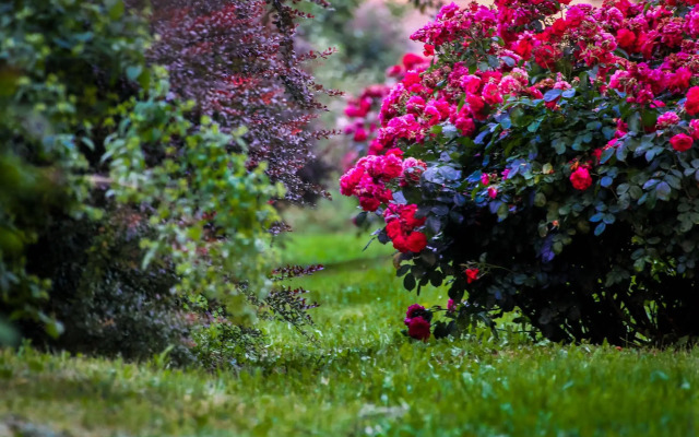 Agriturismo Millefiori Corte delle Rose
